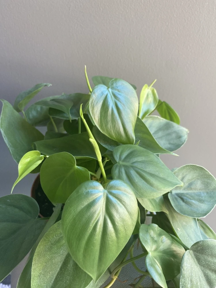 Heartleaf Philodendron Live Plant - 6 inch Potted Indoor Vining Houseplant - Cannot ship to CA - Image 3