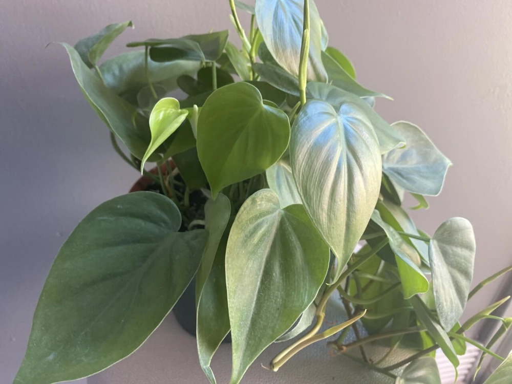 Heartleaf Philodendron Live Plant - 6 inch Potted Indoor Vining Houseplant - Cannot ship to CA - Image 5