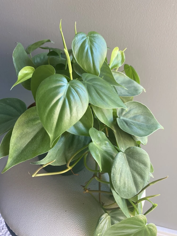 Heartleaf Philodendron Live Plant - 6 inch Potted Indoor Vining Houseplant - Cannot ship to CA - Image 7