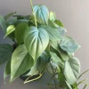 Heartleaf Philodendron Live Plant - 6 inch Potted Indoor Vining Houseplant - Cannot ship to CA - Image 1