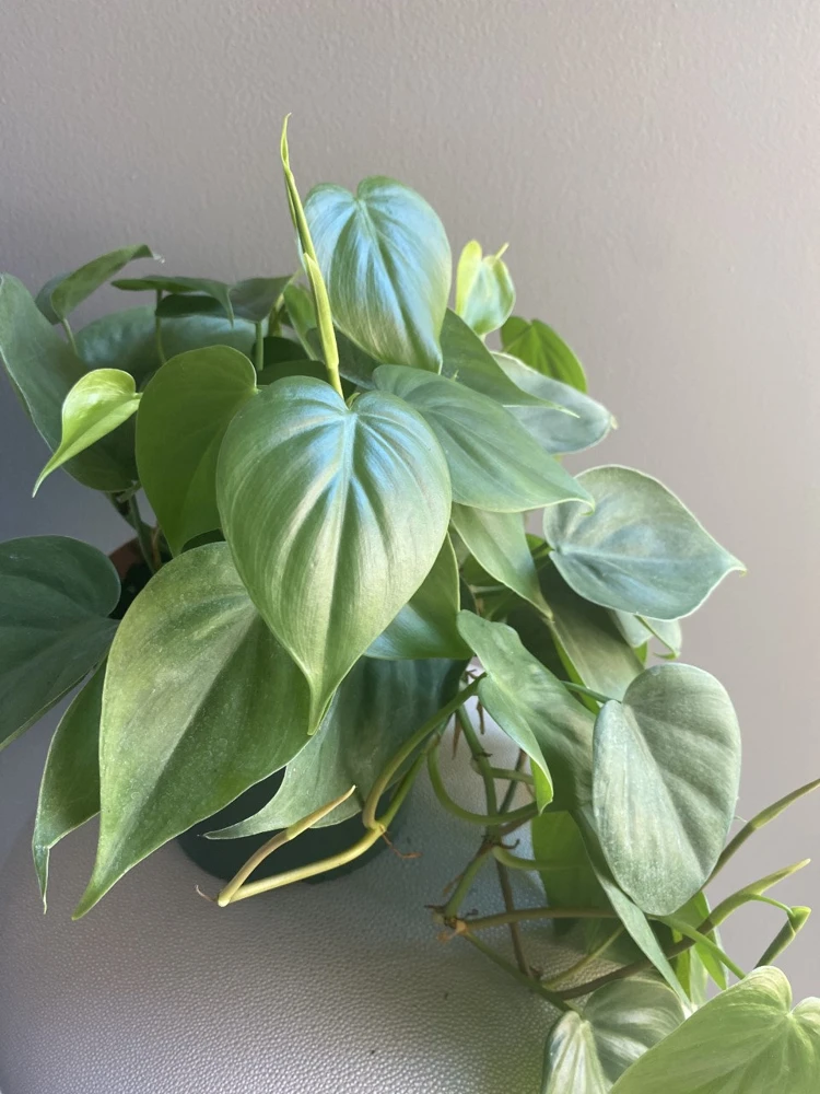 Heartleaf Philodendron Live Plant - 6 inch Potted Indoor Vining Houseplant - Cannot ship to CA - Image 1