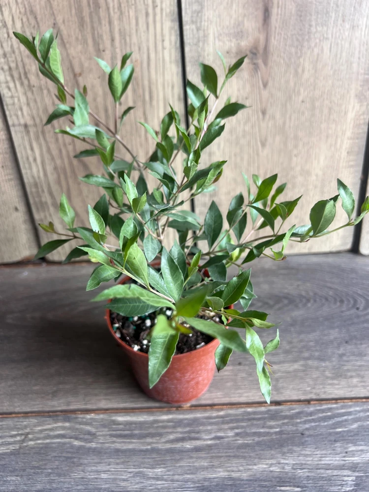 Henna Plant Live Plant - 4 inch Pot Lawsonia inermis - Fragrant Shrub for Dye - Cannot ship to CA - Image 2