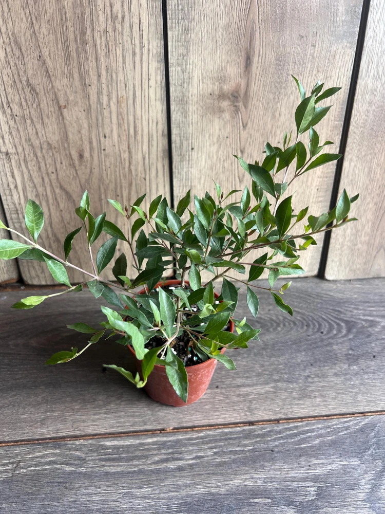 Henna Plant Live Plant - 4 inch Pot Lawsonia inermis - Fragrant Shrub for Dye - Cannot ship to CA - Image 3