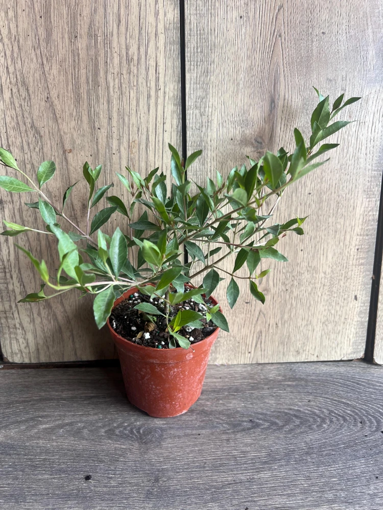 Henna Plant Live Plant - 4 inch Pot Lawsonia inermis - Fragrant Shrub for Dye - Cannot ship to CA - Image 4