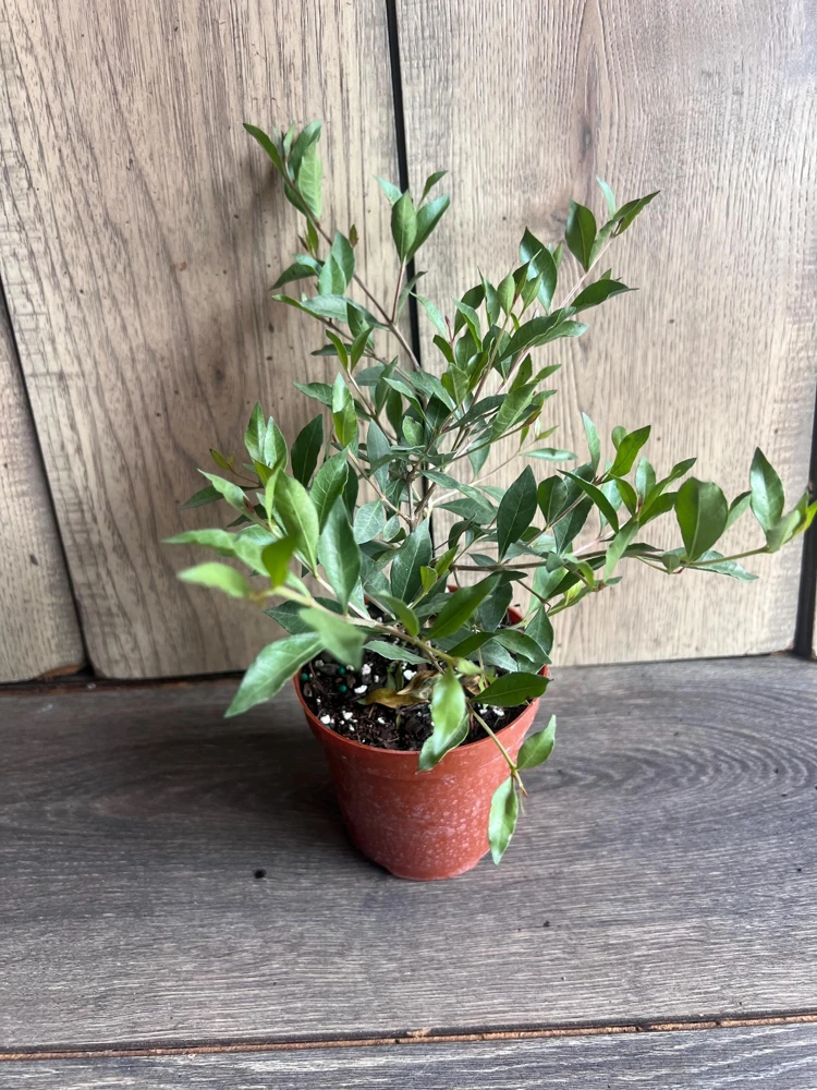 Henna Plant Live Plant - 4 inch Pot Lawsonia inermis - Fragrant Shrub for Dye - Cannot ship to CA - Image 5