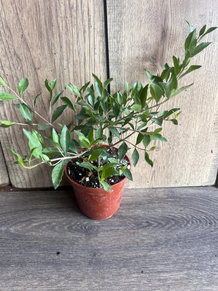 Henna Plant Live Plant - 4 inch Pot Lawsonia inermis - Fragrant Shrub for Dye - Cannot ship to CA - Image 6