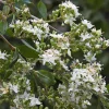 Henna Plant Live Plant - 4 inch Pot Lawsonia inermis - Fragrant Shrub for Dye - Cannot ship to CA - Image 1