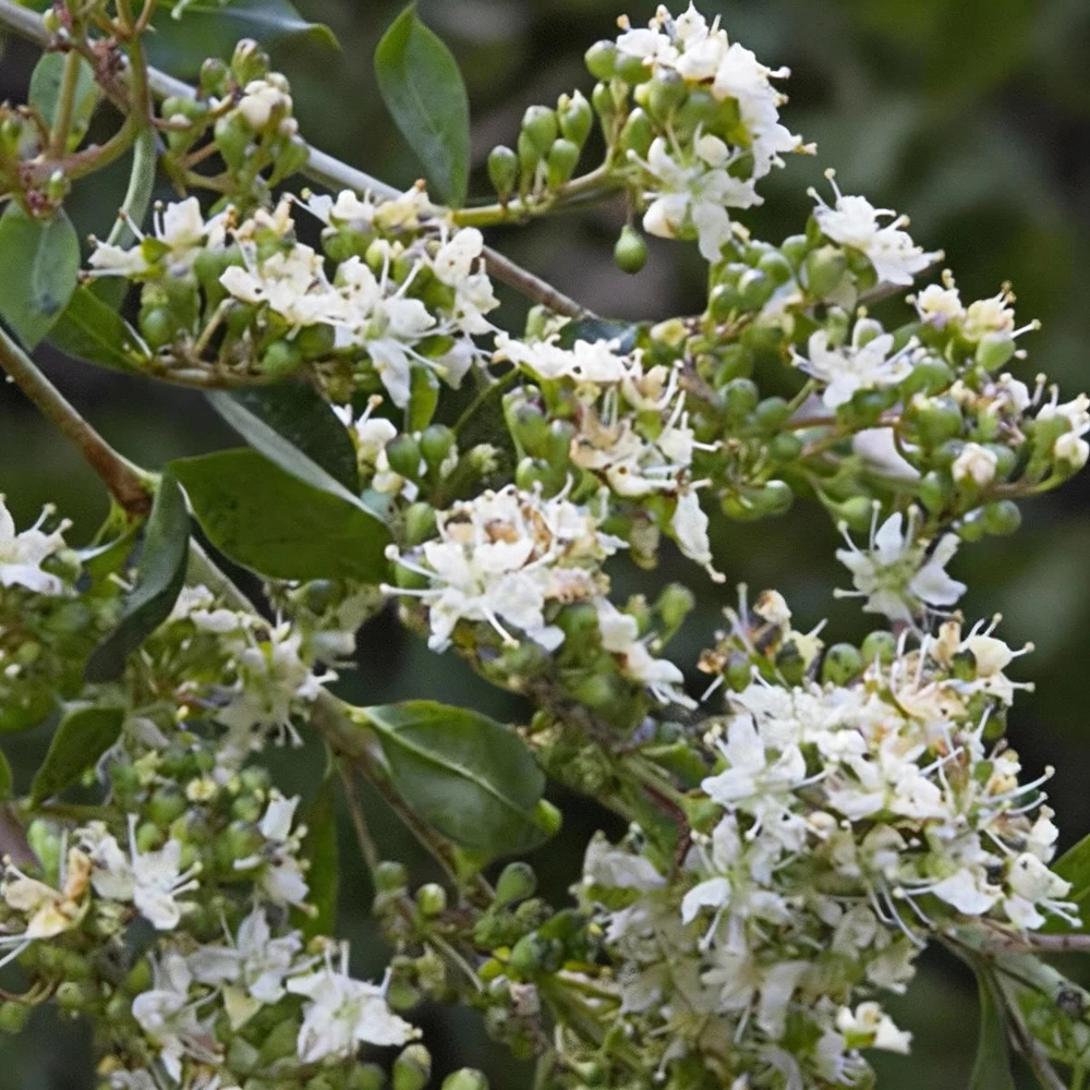 Henna Plant Live Plant - 4 inch Pot Lawsonia inermis - Fragrant Shrub for Dye - Cannot ship to CA - Image 1