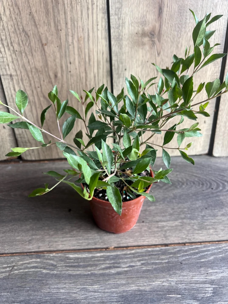 Henna Plant Live Plant - 4 inch Pot Lawsonia inermis - Fragrant Shrub for Dye - Cannot ship to CA - Image 7