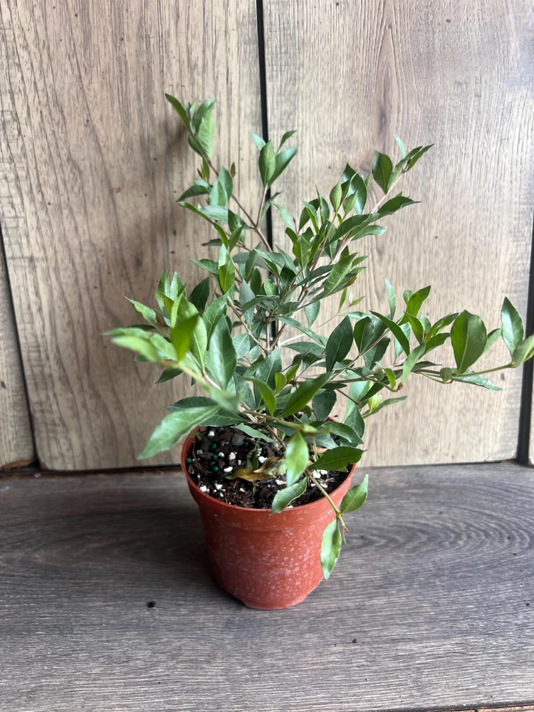Henna Plant Live Plant - 4 inch Pot Lawsonia inermis - Fragrant Shrub for Dye - Cannot ship to CA - Image 8