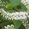 Henry's Garnet Itea Virginica Sweetspire Live Plant 4-inch Pot Outdoor Shrub - Image 1