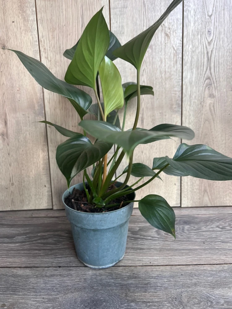 Homalomena Emerald Gem Live Plant – 6 inch Pot – Indoor Houseplant - Cannot ship to CA - Image 2