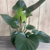 Homalomena Emerald Gem Live Plant – 6 inch Pot – Indoor Houseplant - Cannot ship to CA - Image 1