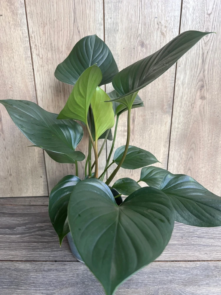 Homalomena Emerald Gem Live Plant – 6 inch Pot – Indoor Houseplant - Cannot ship to CA - Image 1