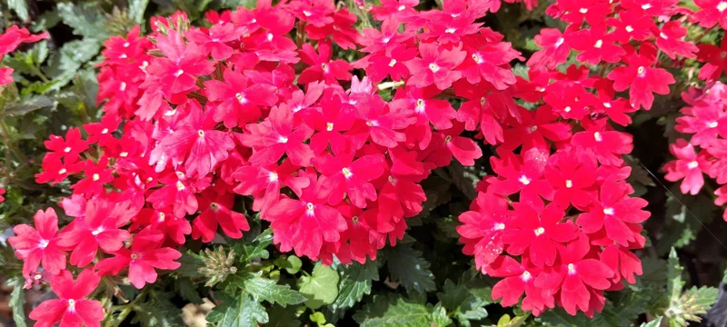 Homestead Red Verbena Live Plant - Perennial, 4 inch Pot, Outdoor Ground Cover - Image 2