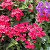 Homestead Red Verbena Live Plant - Perennial, 4 inch Pot, Outdoor Ground Cover - Image 1