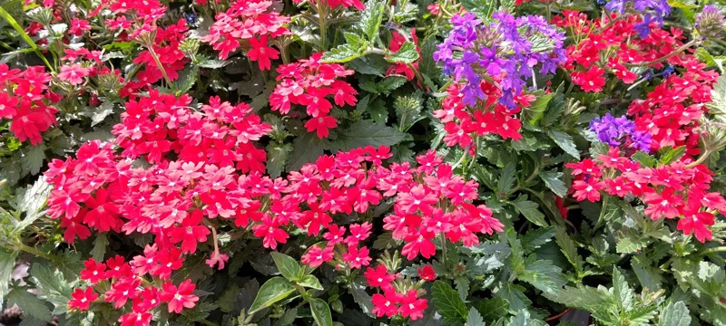 Homestead Red Verbena Live Plant - Perennial, 4 inch Pot, Outdoor Ground Cover - Image 1