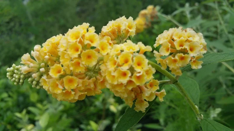 Honeycomb Buddleia Live Plant – Yellow Butterfly Bush – 4 inch Pot – Outdoor Shrub - Image 2