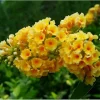 Honeycomb Buddleia Live Plant – Yellow Butterfly Bush – 4 inch Pot – Outdoor Shrub - Image 1