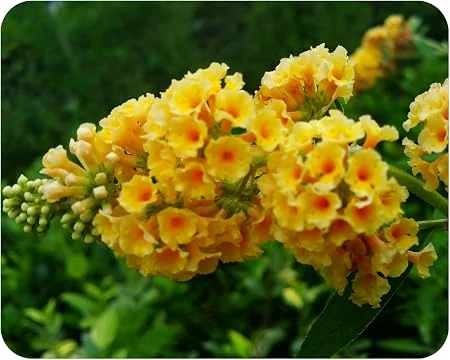 Honeycomb Buddleia Live Plant – Yellow Butterfly Bush – 4 inch Pot – Outdoor Shrub - Image 1
