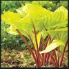 Hosta Fire Island Live Plant Perennial - Golden Yellow Foliage, Shade Loving - Image 1