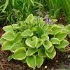 Hosta Gold Tiara Live Plant Perennial - Green & Gold Foliage - Outdoor Shade - Image 1