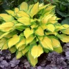 Hosta Island Breeze Live Plant – Variegated Perennial – USDA Zones 3-9 - Image 1