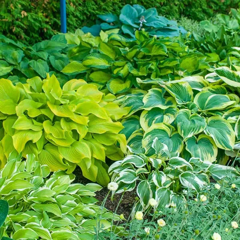 Hosta Plant Mix - 3 Live Plants in 4 inch Pots - Shade Perennial Outdoor - Image 2