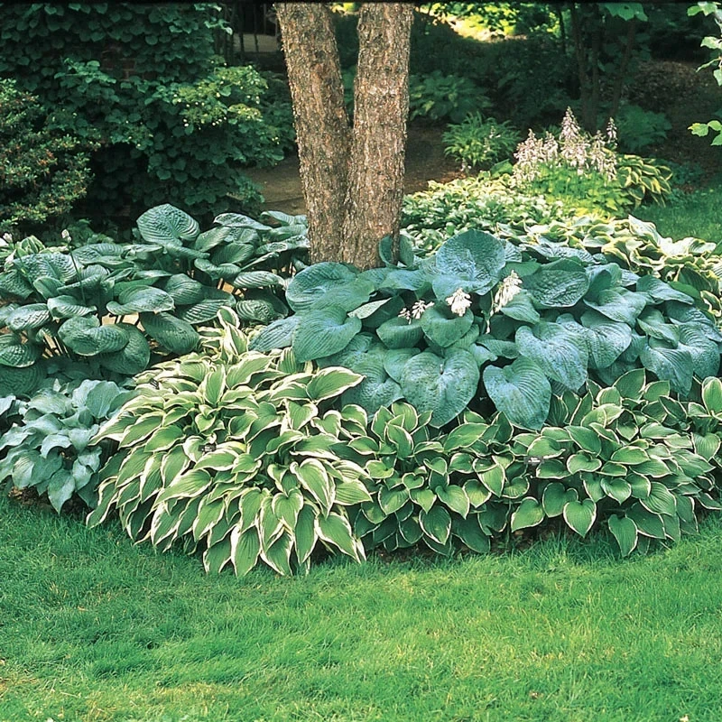 Hosta Plant Mix - 3 Live Plants in 4 inch Pots - Shade Perennial Outdoor - Image 1