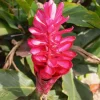 Hot Pink Ginger Live Plant - 2-5" Tall Tropical Ornamental Zingiber sp. Flower - Image 1