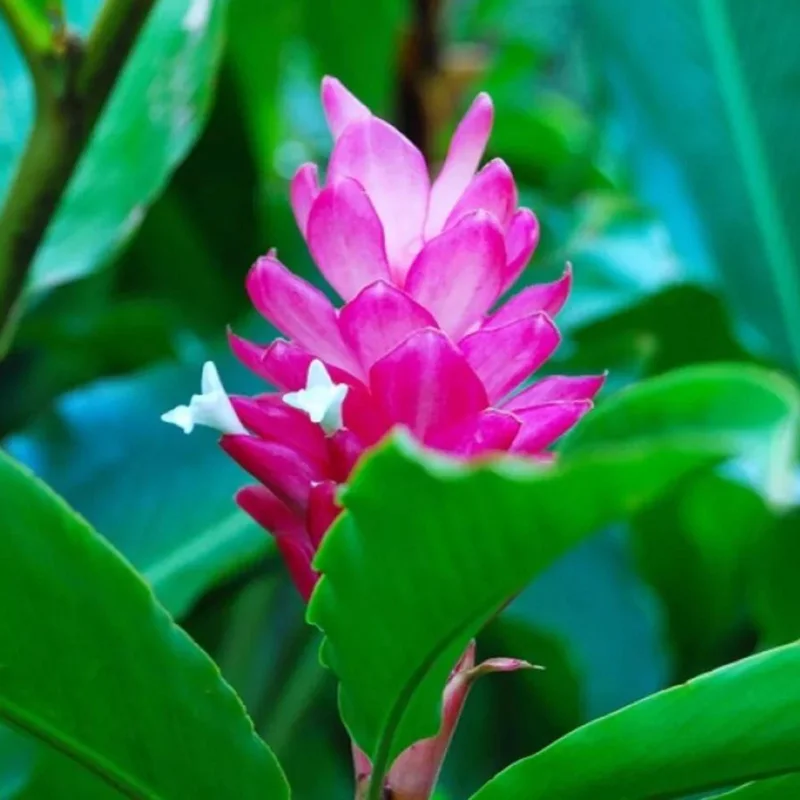 Hot Pink Ginger Live Plant 4in Tall - Alpinia Purpurata Tropical Perennial - Image 2