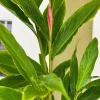 Hot Pink Ginger Live Plant 4in Tall - Alpinia Purpurata Tropical Perennial - Image 1