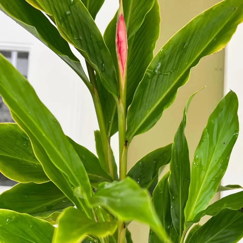 Hot Pink Ginger Live Plant 4in Tall - Alpinia Purpurata Tropical Perennial - Image 1