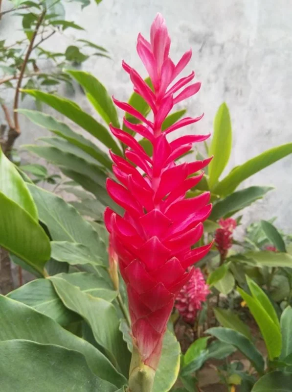 Hot Pink Ginger Live Plant - Tropical Ornamental Flower - 2-5 inches Tall - Image 2