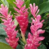Hot Pink Ginger Live Plant - Tropical Ornamental Flower - 2-5 inches Tall - Image 1