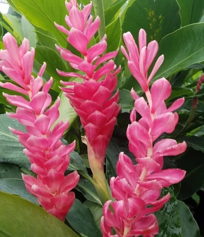 Hot Pink Ginger Live Plant - Tropical Ornamental Flower - 2-5 inches Tall - Image 1