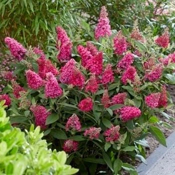 Hot Pink Lipstick Butterfly Bush Live Plant – Fragrant Shrub – Attracts Pollinators – Zones 5-9 - Image 2