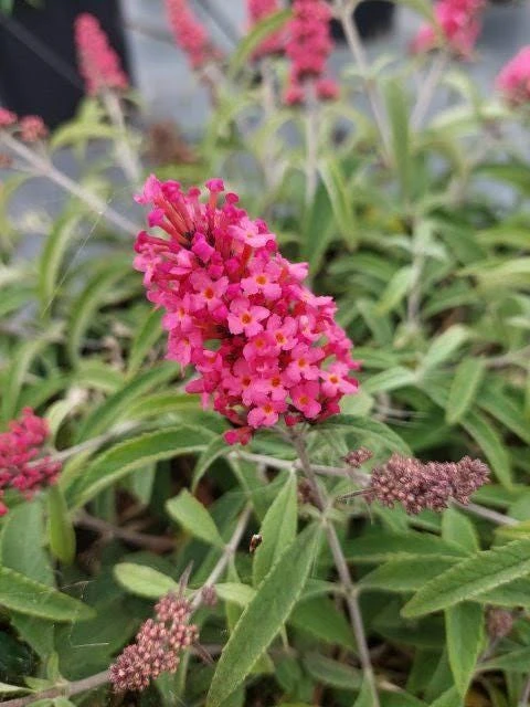 Hot Pink Lipstick Butterfly Bush Live Plant – Fragrant Shrub – Attracts Pollinators – Zones 5-9 - Image 1