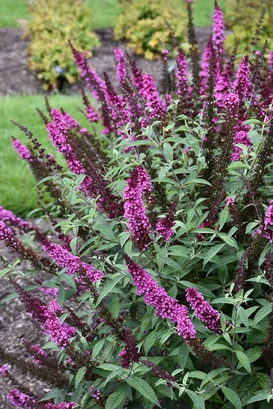Hot Raspberry Butterfly Bush Live Plant – Deciduous Shrub, Magenta Flowers, Attracts Pollinators, Outdoor - Image 3