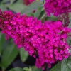 Hot Raspberry Butterfly Bush Live Plant – Deciduous Shrub, Magenta Flowers, Attracts Pollinators, Outdoor - Image 1