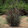 Hot Rod Grass Live Plant - Black Panicum Red Switch, Ornamental Grass, 2.5x4 inch Pot, Zones 4-9 - Image 1