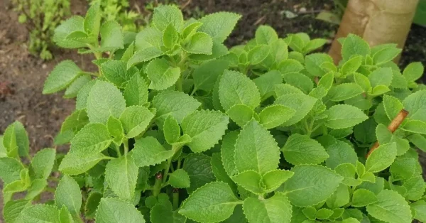 How to Grow Cuban Oregano Plants: A Complete Care Guide