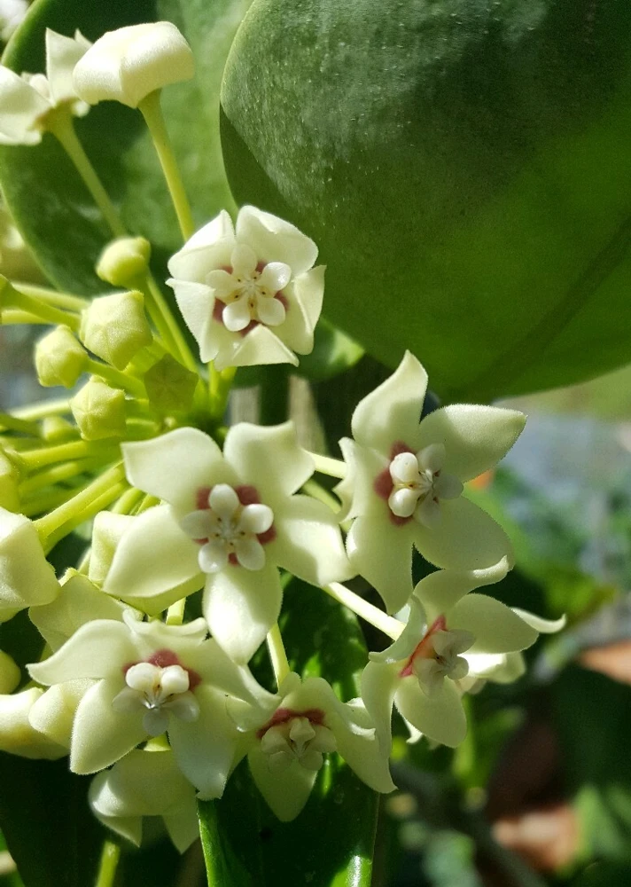 Hoya Australis Wax Flower Live Plant – Vanilla Hoya Vine 5" Tall – Indoor/Outdoor - Image 2