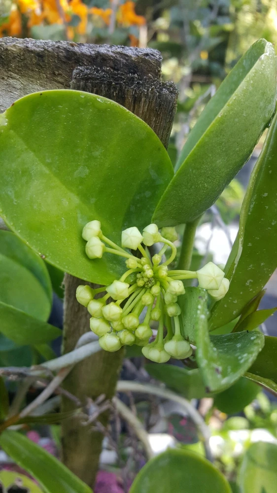 Hoya Australis Wax Flower Live Plant – Vanilla Hoya Vine 5" Tall – Indoor/Outdoor - Image 3