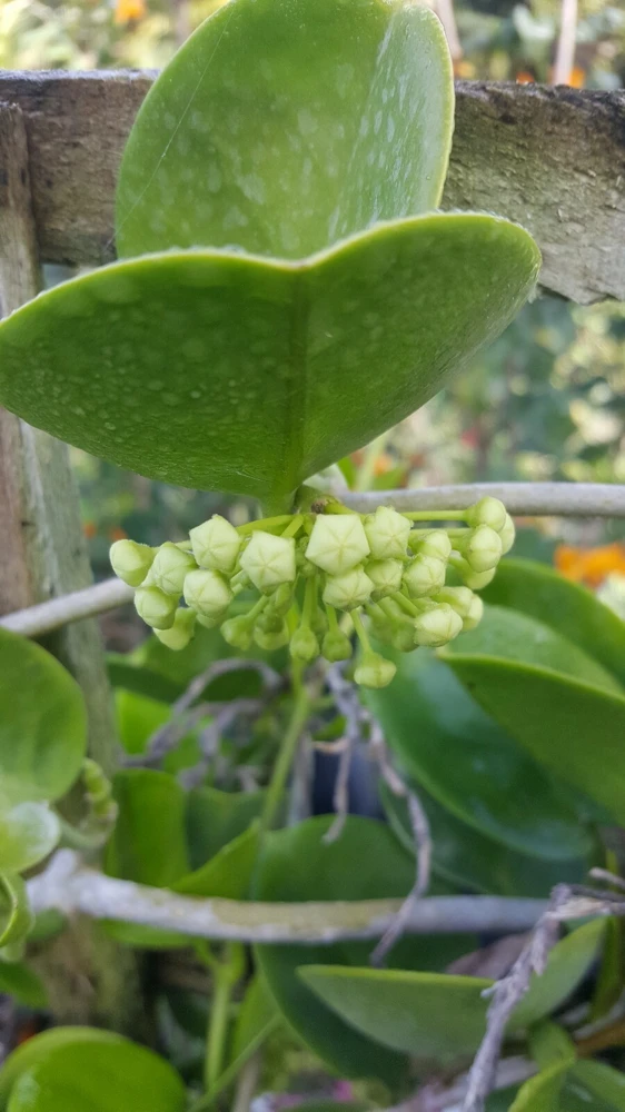 Hoya Australis Wax Flower Live Plant – Vanilla Hoya Vine 5" Tall – Indoor/Outdoor - Image 4