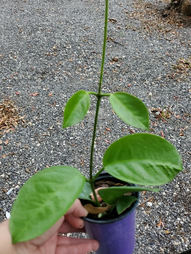 Hoya Australis Wax Flower Live Plant – Vanilla Hoya Vine 5" Tall – Indoor/Outdoor - Image 5