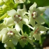 Hoya Australis Wax Flower Live Plant – Vanilla Hoya Vine 5" Tall – Indoor/Outdoor - Image 1