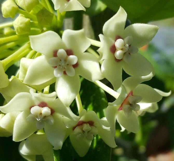 Hoya Australis Wax Flower Live Plant – Vanilla Hoya Vine 5" Tall – Indoor/Outdoor - Image 1