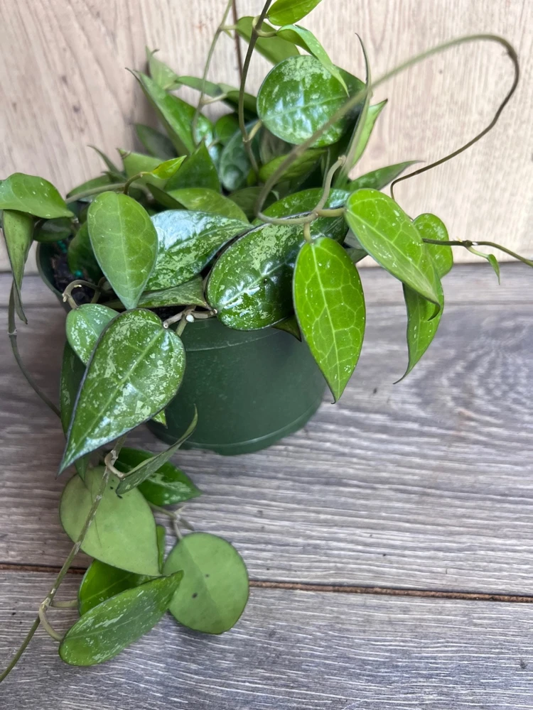 Hoya Black Margin Live Plant - 6 inch Pot | Tropical Climbing Houseplant - Cannot ship to CA - Image 2