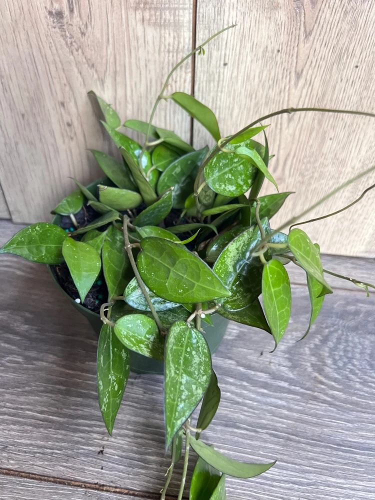 Hoya Black Margin Live Plant - 6 inch Pot | Tropical Climbing Houseplant - Cannot ship to CA - Image 3